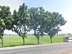 tanah ploting industri pemalang lokasi di Pemalang, tersedia melalui melalui situs Olx