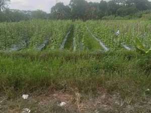 tanah sawah widodomartani lokasi di Ngemplak, tersedia melalui melalui situs Olx
