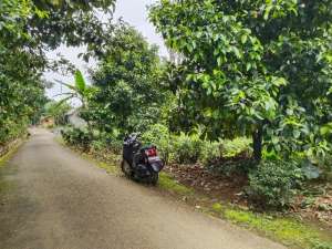 20M KE JL. RAYA WANAYASAKEBUN MANGGIS, CENGKEH DAN CAMPURSARI. lokasi di Purwakarta Kab., tersedia melalui melalui situs Olx