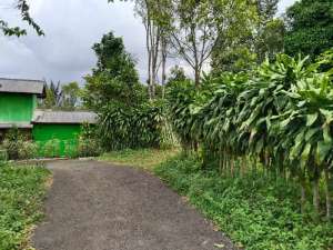 722 MDPLKEBUN DURIAN, MANGGISTANAH BEKAS VILA WANAYASA PURWAKART lokasi di Purwakarta Kab., tersedia melalui melalui situs Olx