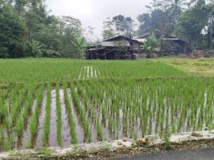 AIR BESAR BENINGLUAS TANAH SAWAH 1000M. lokasi di Subang Kab., tersedia melalui melalui situs Olx