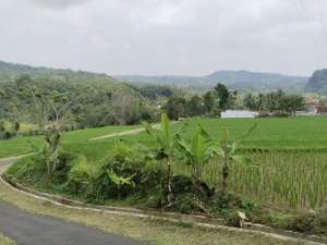 AIR MENGALIR TERUSBESAR DAN BERSIH SAWAH PRODUKTIF lokasi di Subang Kab., tersedia melalui melalui situs Olx