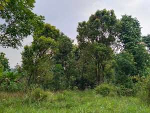 Akses Mobil - Luas Tanah 7,8Ha - SHM - Tanah Murah - Harga Dibawah lokasi di Purwakarta Kab., tersedia melalui melalui situs Olx