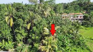 Akses Paving 438 m2 Tanah Kebun Siap Bangun di Ubud Pejeng lokasi di Gianyar Kab., tersedia melalui melalui situs Olx