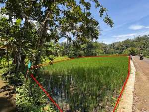 Aset BTN Jogja. Tanah sawah produktif Desa Kalisalak, Salaman, Magelang lokasi di Magelang Kab., tersedia melalui melalui situs Olx