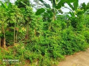 Aset BTN Pekalongan, Tanah Kosong di Kandeman Kab. Batang lokasi di Batang Kab., tersedia melalui melalui situs Olx