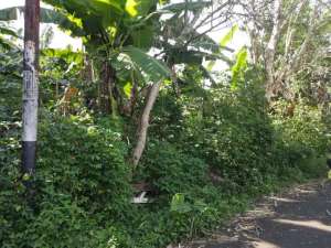 Beji dekat kampus UI, dekat pintu tol kukusan lokasi di Depok Kota, tersedia melalui melalui situs Olx