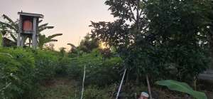 BU Urgent1,4jtmSHM PekaranganJln.Jogja-Solo5mnt ke Toll Prambanan lokasi di Klaten Kab., tersedia melalui melalui situs Olx