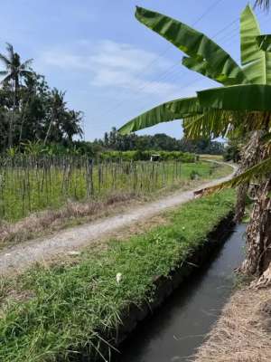 BUC 40 mnit ke Canggu lokasi di Tabanan Kab., tersedia melalui melalui situs Olx