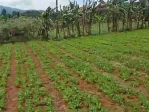 CIGOMBONG CIJERUK BOGOR lokasi di Bogor Kab., tersedia melalui melalui situs Olx