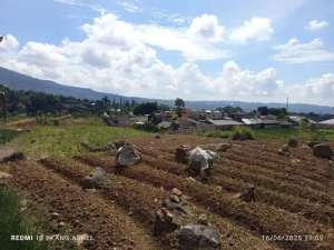 Di jual butuh tanah depan jalan raya Cipanas ketinggian 1,200 MDPL lokasi di Cianjur Kab., tersedia melalui melalui situs Olx