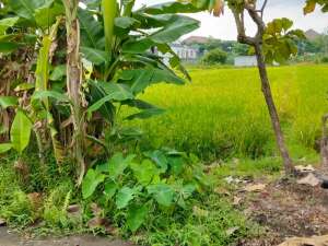 Di Jual Cepat Murah Tanah di Barat Kampus UMY lokasi di Sleman Kab., tersedia melalui melalui situs Olx