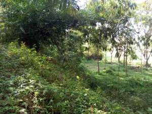 di jual lahan kebun dan sawah shm akses mobil di Cisaat sukabumi lokasi di Sukabumi Kab., tersedia melalui melalui situs Olx