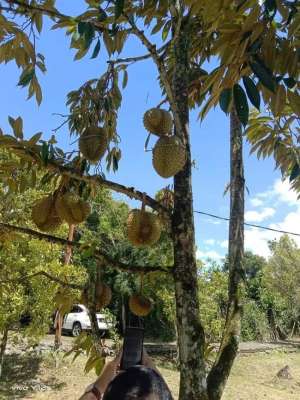 di jual lahan kebun durian di caringin bogor lokasi di Bogor Kab., tersedia melalui melalui situs Olx