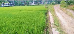 DI JUAL SAWAH KIKISIK SUKARATU KOTA TASIKMALAYA JAWA BARAT lokasi di Tasikmalaya Kab., tersedia melalui melalui situs Olx