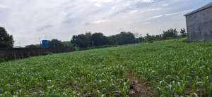 Di JUAL Tanah 4982 M.Muka 36Mpangkah Kab Tegal lokasi di Tegal Kab., tersedia melalui melalui situs Olx