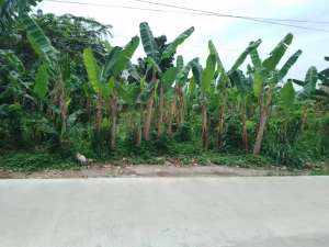 DI JUAL TANAH BAGUS DI MEDAN JOHOR lokasi di Medan Kota, tersedia melalui melalui situs Olx