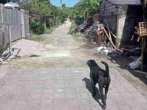 Di jual tanah jalan Hayam Wuruk , Denpasar, Bali lokasi di Denpasar Kota, tersedia melalui melalui situs Olx