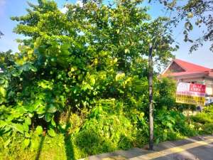 Di jual tanah jalan jendral ahmad yani pontianak, kalimantan barat lokasi di Pontianak Kota, tersedia melalui melalui situs Olx