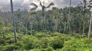 Di Jual Tanah Kebun Dengan Pemandangan Asri lokasi di Tabanan Kab., tersedia melalui melalui situs Olx