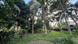 Di jual tanah kebun manggis datar lokasi di Tabanan Kab., tersedia melalui melalui situs Olx