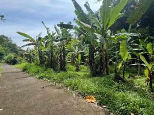 Di jual tanah loss sungai di dekat kota Tabanan lokasi di Tabanan Kab., tersedia melalui melalui situs Olx