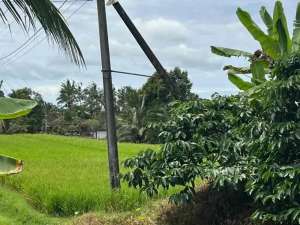 Di jual tanah luasan kecil dengan view sawah di pinggir jalan lokasi di Tabanan Kab., tersedia melalui melalui situs Olx