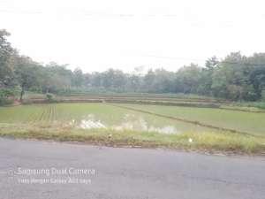 Di Jual Tanah Pinggir jalan lokasi di Gunung Kidul Kab., tersedia melalui melalui situs Olx