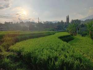 di jual tanah sawah di Cicurug sukabumi lokasi di Sukabumi Kab., tersedia melalui melalui situs Olx