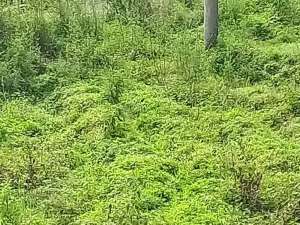 DI JUAL TANAH VILLA PEMANDIAN AIR PANASPACET ZONA PERUMAHANKUNING lokasi di Mojokerto Kab., tersedia melalui melalui situs Olx