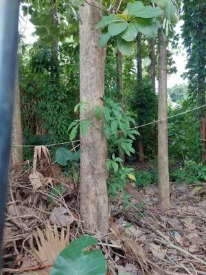 Dijual 2 Kavling Strategis Bonus Jati Di Kavling DKI Meruya Jakarta lokasi di Jakarta Barat, tersedia melalui melalui situs Olx