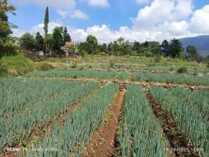 Dijual butuh tanah premium dpn jln Raya Cipanas luas tanah 3,8 hektar lokasi di Cianjur Kab., tersedia melalui melalui situs Olx