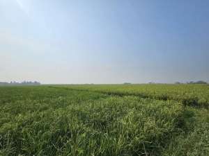 DIJUAL CEPAT LAHAN WILAYAH MAUK GUNUNG SARI TANGERANG lokasi di Tangerang Kab., tersedia melalui melalui situs Olx