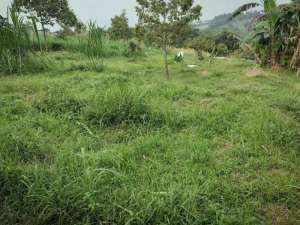 DIJUAL CEPAT TANAH DAN KEBUN lokasi di Bogor Kab., tersedia melalui melalui situs Olx