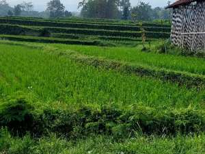 Dijual Cepat Tanah SawahKebun 434 Tumbak SHM Di Banjaran BandungCocok Untuk Investasi lokasi di Bandung Kab., tersedia melalui melalui situs Olx