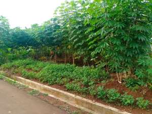 DIJUALDIKERJASAMAKAN LOKASI LUAS 6000 M2 lokasi di Sukabumi Kab., tersedia melalui melalui situs Olx