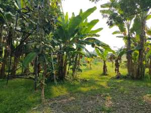 Dijual kavling di Cisauk, Tangerang lokasi di Tangerang Kab., tersedia melalui melalui situs Olx