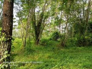 Dijual kavling shm cluster Northridge Sentul city view bukit Hambalang Bogor Babakan madang lokasi di Bogor Kab., tersedia melalui melalui situs Olx