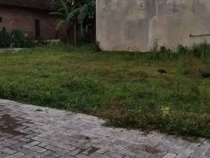 Dijual Kavling Siap Bangun Mondoroko Singosari lokasi di Malang Kab., tersedia melalui melalui situs Olx