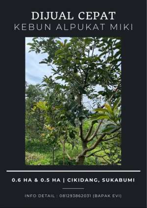 Dijual Kebun Alpukat Miki Produktif di Cikidang Sukabumi lokasi di Sukabumi Kab., tersedia melalui melalui situs Olx