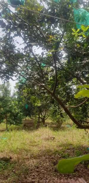 DIJUAL KEBUN BUAH lokasi di Deli Serdang Kab., tersedia melalui melalui situs Olx