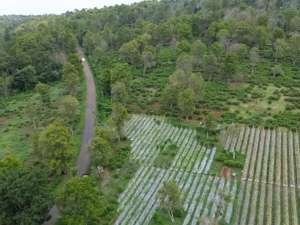 Dijual Kebun DATARCengkeh Dan Teh Di Jl. Raya Kiarapedes Wanayasa lokasi di Purwakarta Kab., tersedia melalui melalui situs Olx