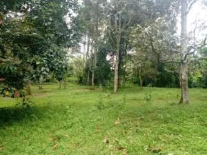 DIJUAL KEBUN DUREN FULL POHON DURENSERTA BEBERAPA POHON MANGGIS SIAP lokasi di Purwakarta Kab., tersedia melalui melalui situs Olx