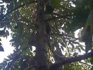 Dijual Kebun Durian BaworMusangking dan Alpukat di Bagelen Purworejo lokasi di Purworejo Kab., tersedia melalui melalui situs Olx