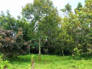 Dijual Kebun Durian di Jember lokasi di Jember Kab., tersedia melalui melalui situs Olx