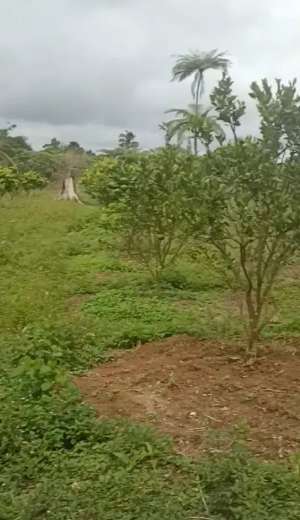 Dijual Kebun Jeruk 2 Hektare700 PohonAkses Jalan Bagus-BISA NEGO lokasi di Dairi Kab., tersedia melalui melalui situs Olx