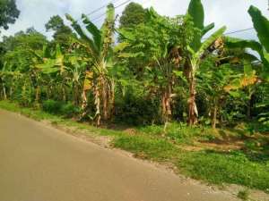 Dijual Kebun Manggis Pinggir Jalandi Kiarapedes Purwakarta lokasi di Purwakarta Kab., tersedia melalui melalui situs Olx