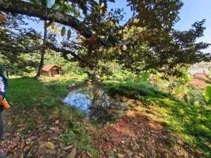 Dijual Kebun Produktif Durian dan Alpukat Luas 5 Hektar, lewiliang Bogor lokasi di Bogor Kab., tersedia melalui melalui situs Olx