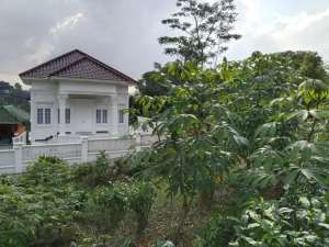 Dijual KebunTanah SuburKebun Cengkeh Dan Manggis View Sawah lokasi di Purwakarta Kab., tersedia melalui melalui situs Olx