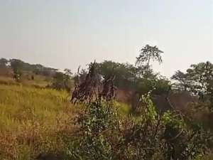 Dijual Lahan Jl Cerme Gresik lokasi di Gresik Kab., tersedia melalui melalui situs Olx